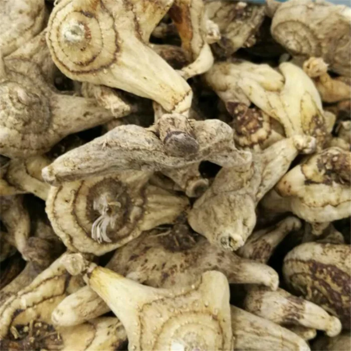 Bai ji Wholesale Herbal Rhizoma Bletillae Dried Bletilla Striata Root