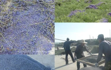 Wholesale Organnic Chinese Dried Lavender Flower Buds for fragrance