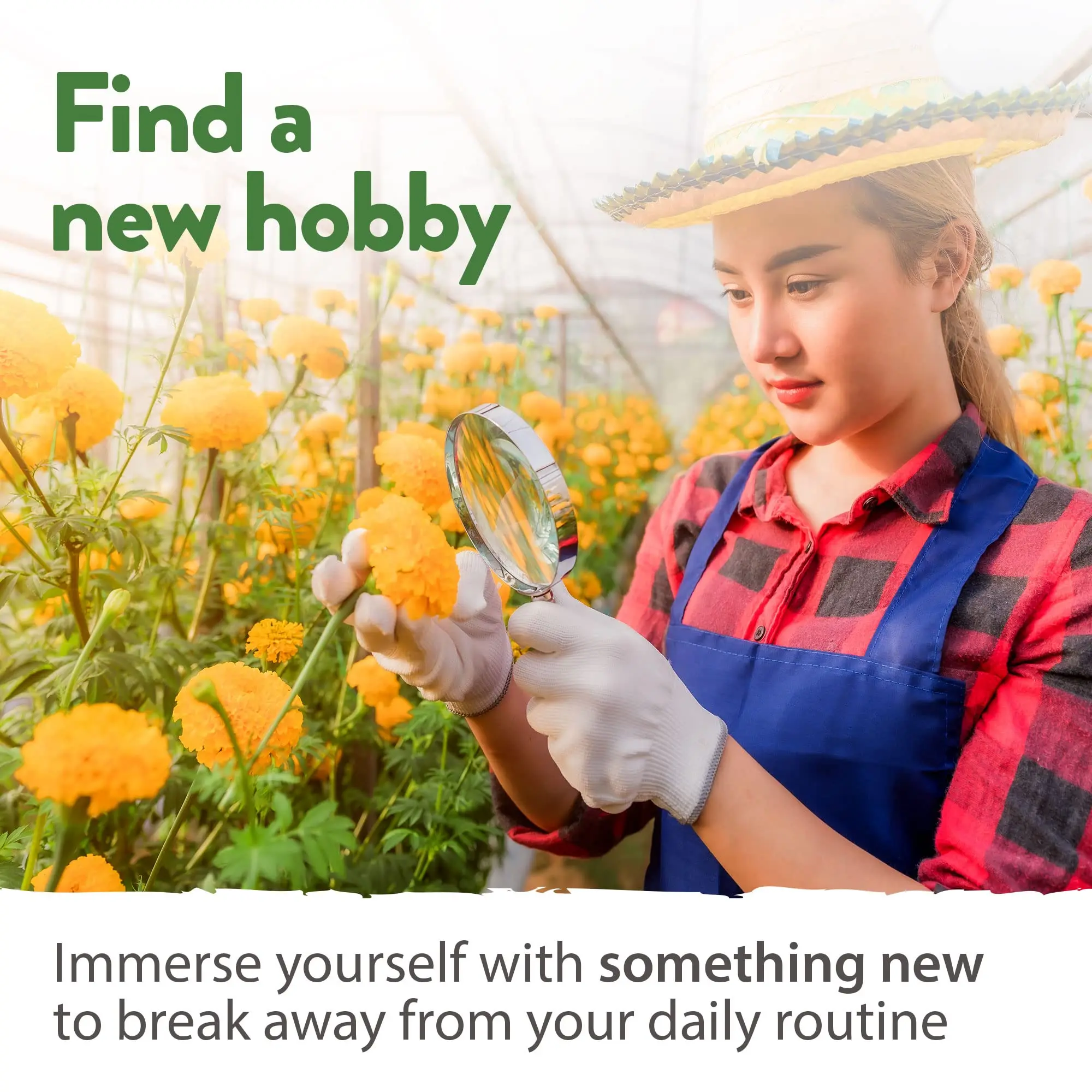 Superior Quality African Marigold Tagetes Erecta Quick-Growing Wildflower Companion Plant for Gardens Blooms Beautifully