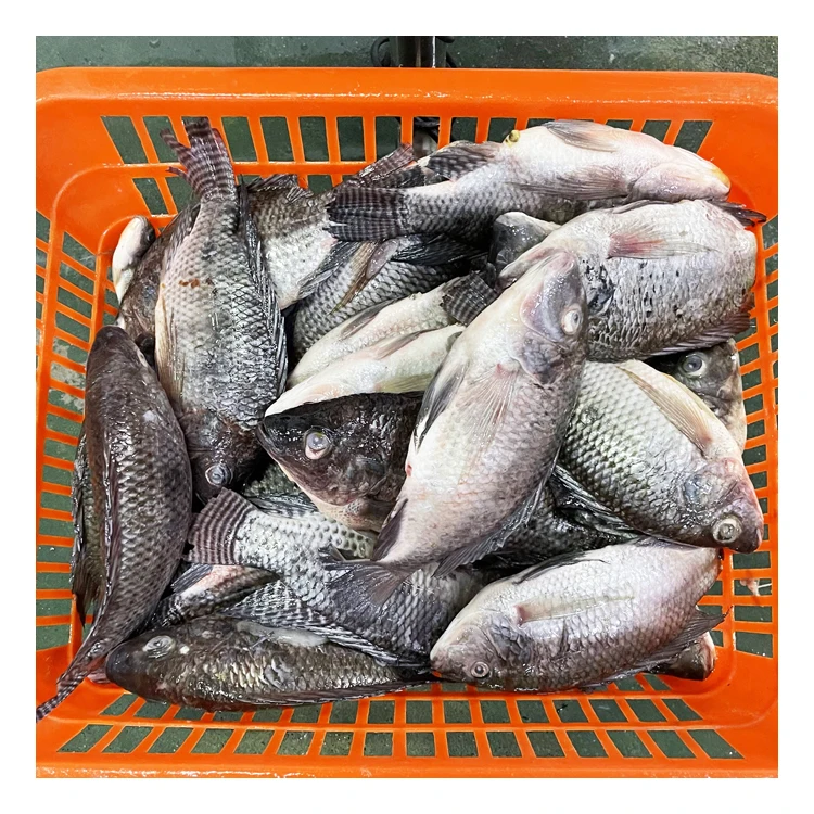 Competitive Price Seafood Supplier Frozen Fresh Fish Tlapia 300-500G Whole Clean Kosher WR Black Tilapia Exporters
