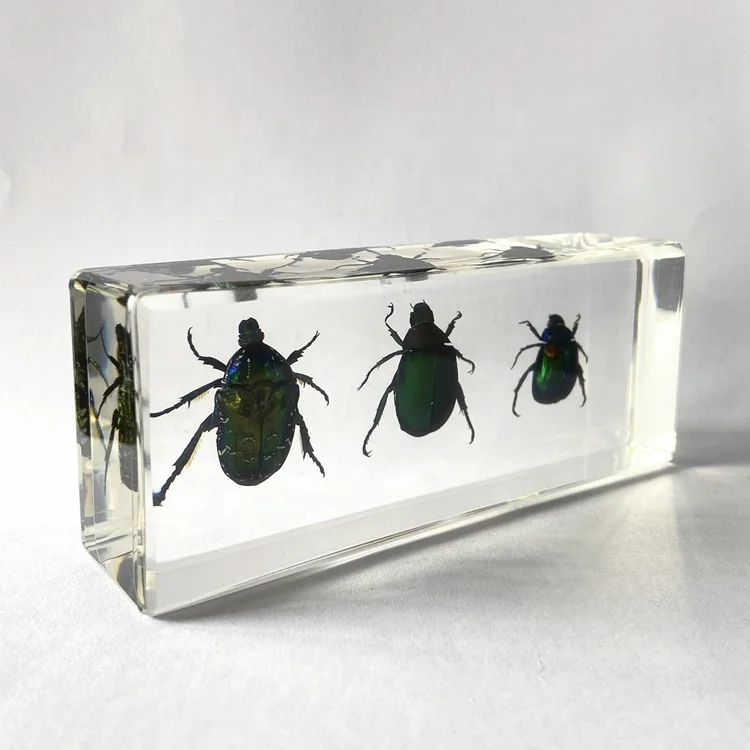 Забавные настоящие жуки 3 вида жуков встроенные акриловые блоки креативные игрушки для детей дома обучения