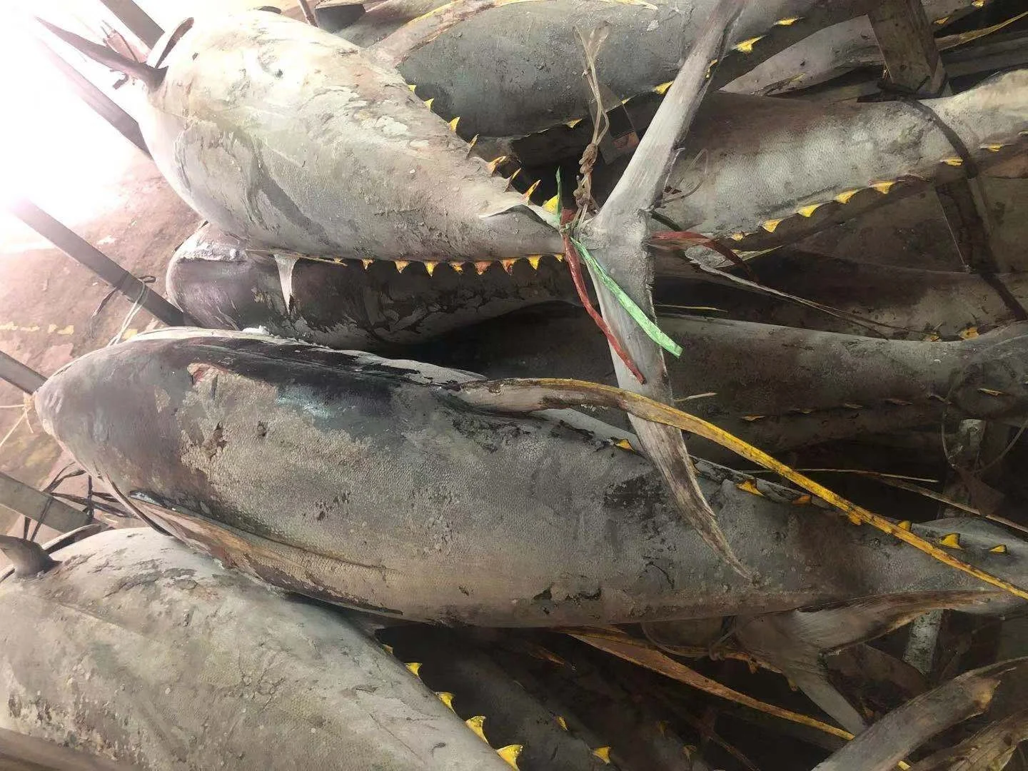 Frozen yellowfin tuna fresh whole round from Indonesia origin