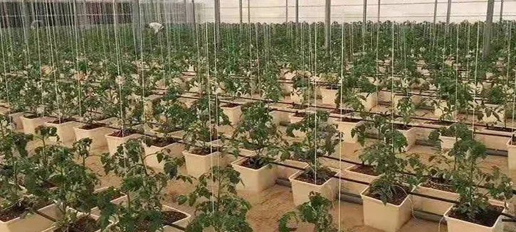 Factory direct selling low-cost multi span agricultural greenhouse +agricultural film