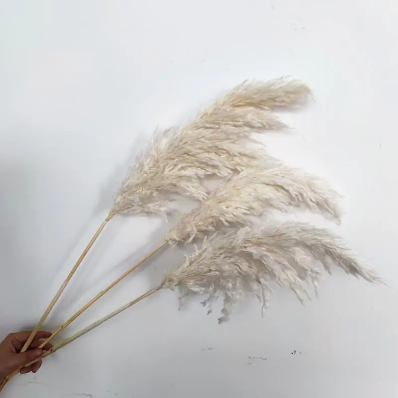 Cheapest decor flower natural pampas grass & dried reed straw grass for home decoration