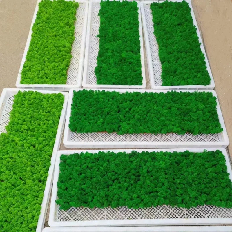 Best seller Preserved Stabilized Reindeer Moss Natural Green Plants for flower arrangements