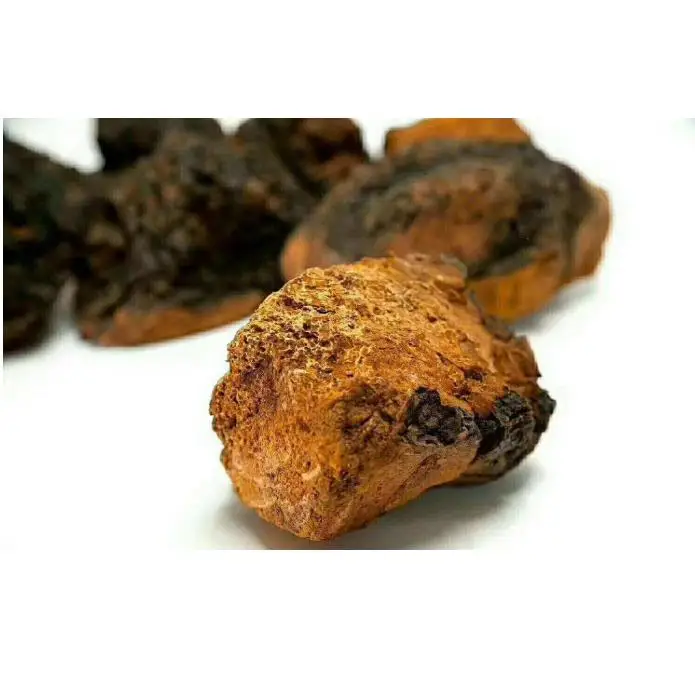 Высокое качество новинка оптовая продажа натуральный русский chaga гриб Inonotus obliquus
