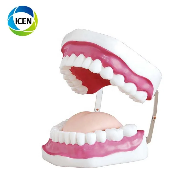 IN-404 movable oral teeth tongue model Dental oral teeth Care Model teeth model with toothbrush