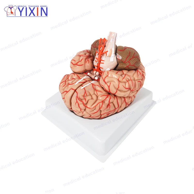 8 Parts Natural Size Deluxe Human Brain Model with Arteries and Numbers for Medical Science Learning