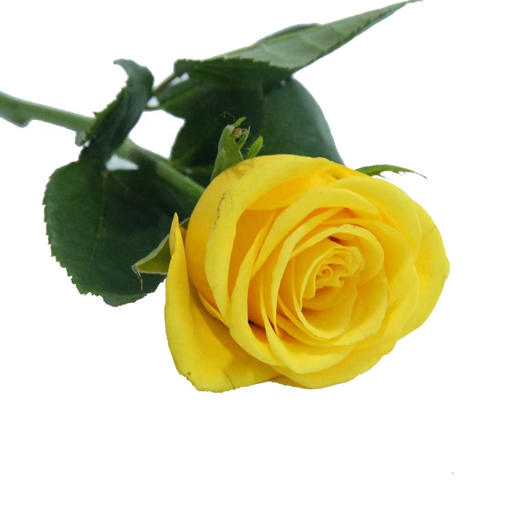 Competitive Price Home Wedding Decor Many Colors Flower Store Long Stem Natural Roses Fresh Cut Flowers