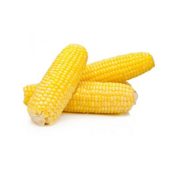 Yellow Corn Best Price Wholesale Premium Quality Yellow Corn Maize For Export in Bulk Quantities