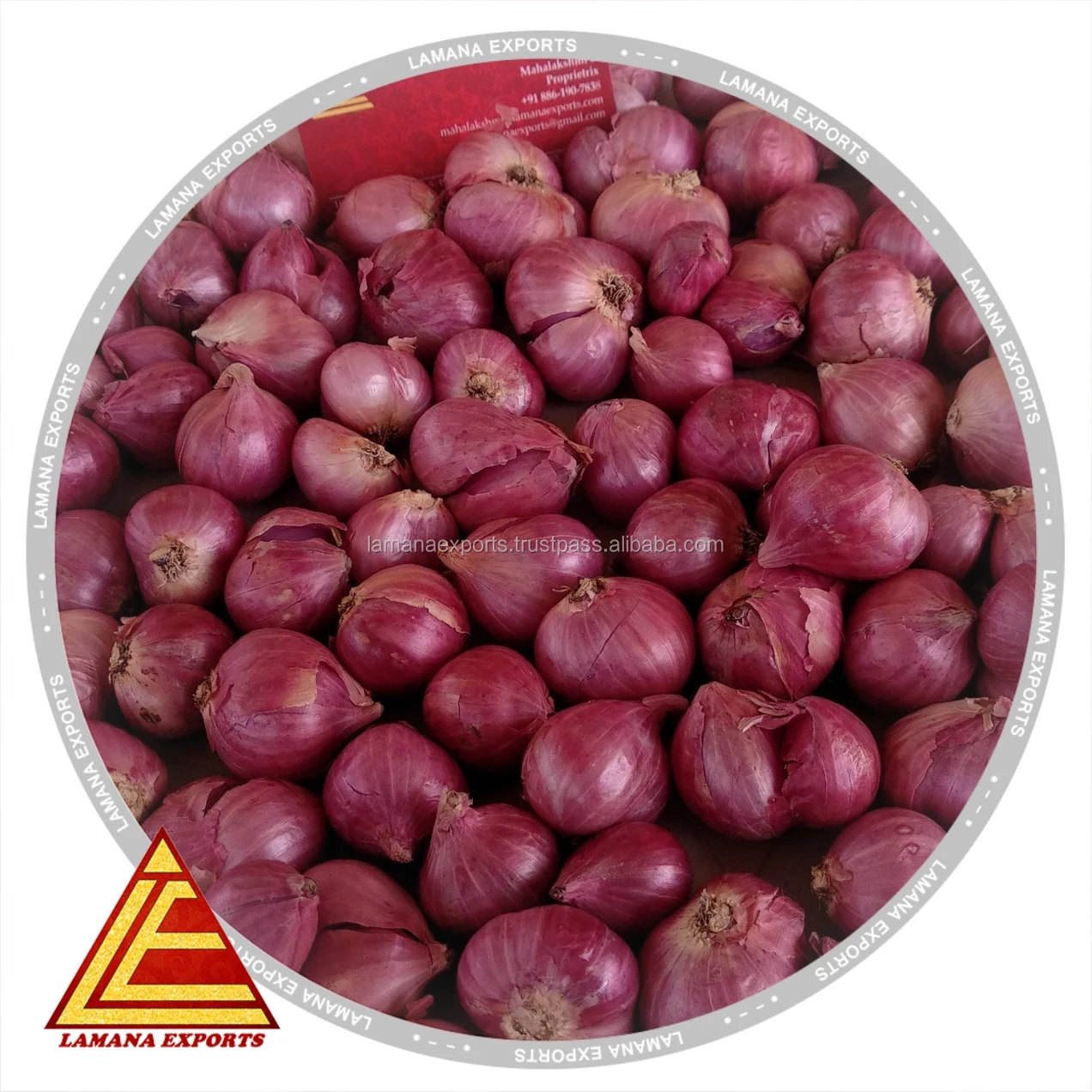 Podisu Onion New Crop for Export Malaysia Singapore