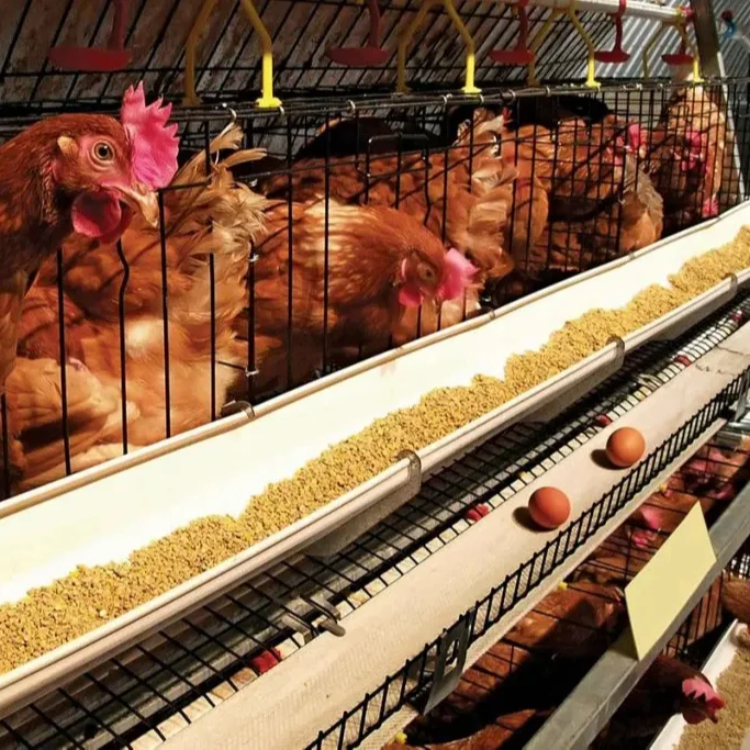 Commercial Chicken Feeding Farm Battery Cages Laying Hens Sell in algeria