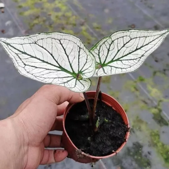 
Ornamental plant bonsai Caladium bicolor white 