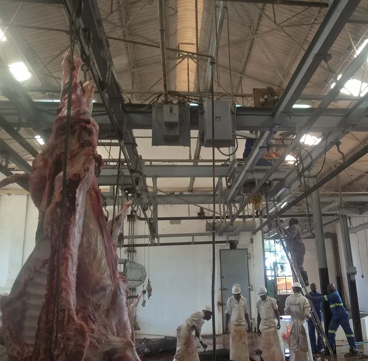 abattoir cattle slaughtering meat carcass hanging hooks