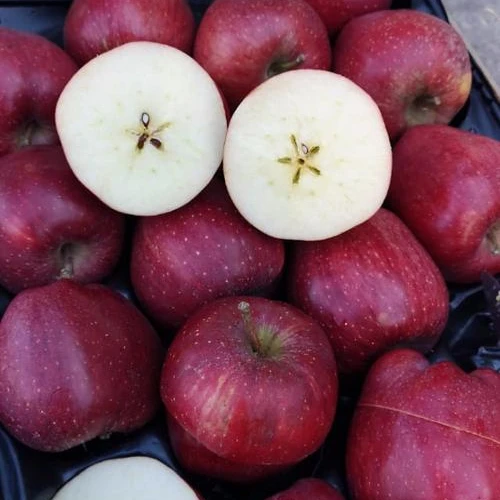 High Quality Delicious fresh fruits Greek origin custard apple fruit