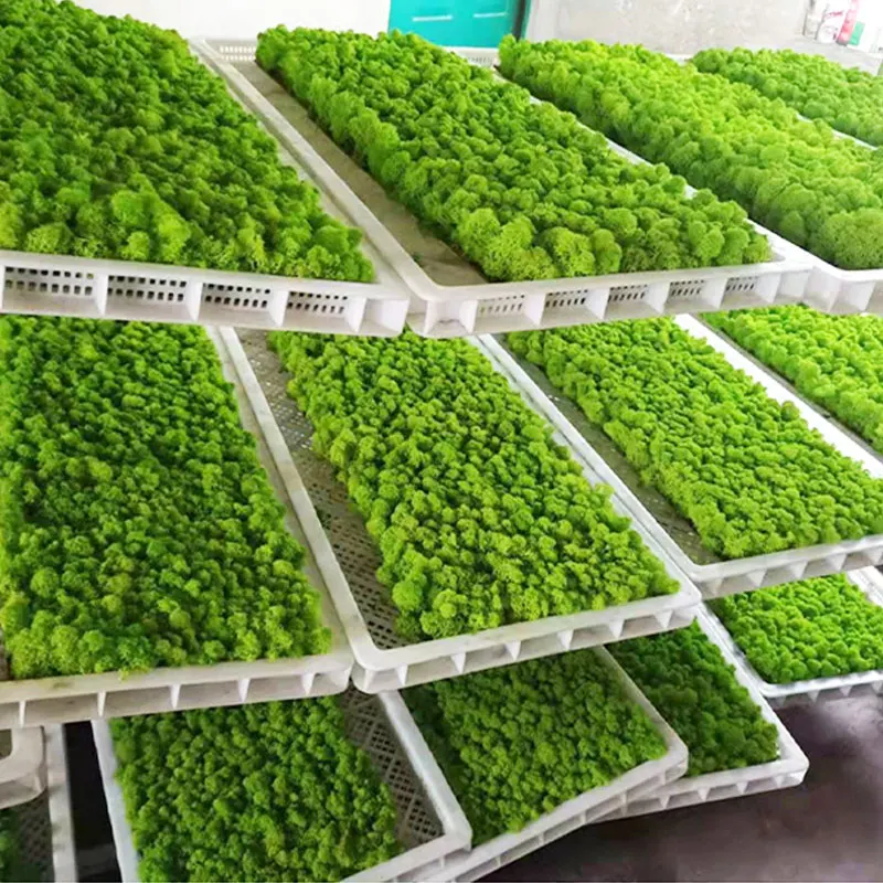 HQSLP wholesale high quality home office decoration natural reindeer pole moss leucobryum glaucum preserved moss