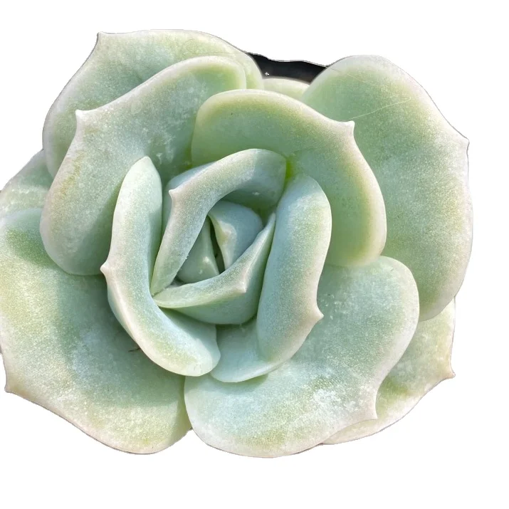 XT 009 Echeveria Lovely Rose 6.5cm pot Live Plant Succulents gardening Floral bonsai  bonsai indoor plant Woody Plant