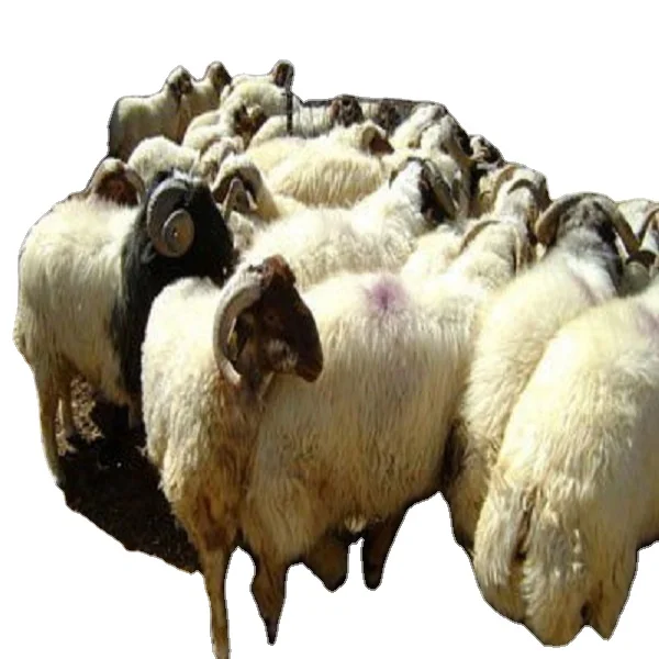 Fat Tail Awassi Sheep