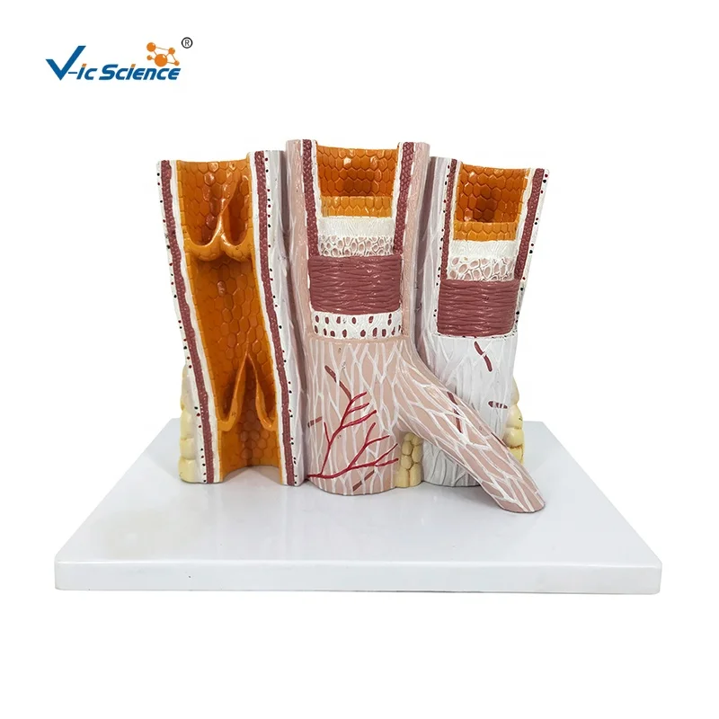 Artery & Vein Anatomy Model Human Anatomical Human Body Anatomy Model