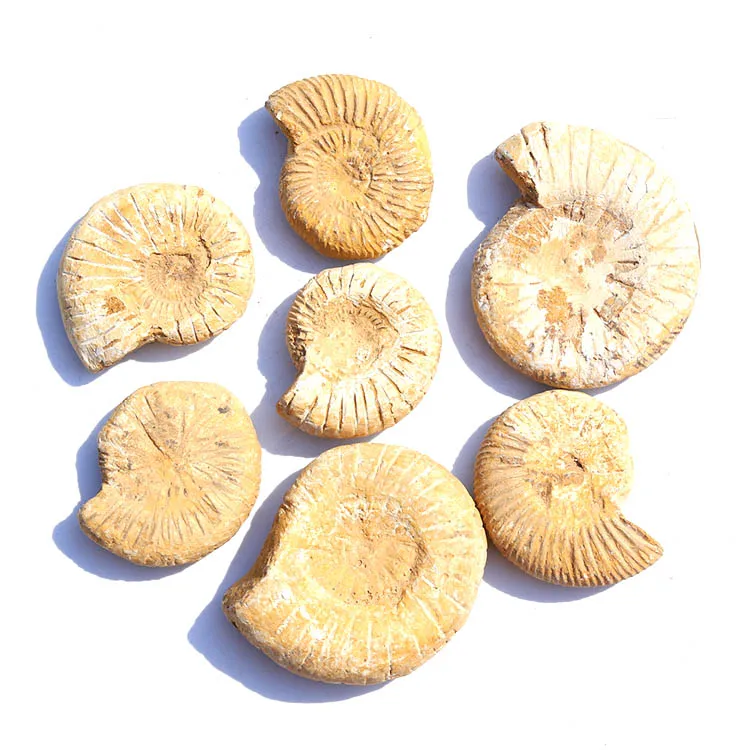 High Quality hot sale  Natural  prehistoric morocco   white  fossil    for sale