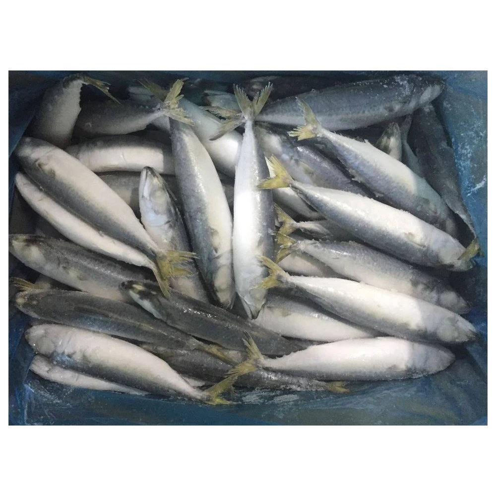 Frozen Pacific Mackerel Seafood 100150g Saba  Frozen Mackerel Fish for Sale in Bulk  Frozen Jack Mackerel Whole Round