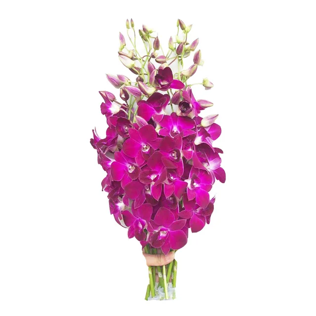 
Wholesale Fresh Dendrobium Red Bull Thai Orchids Cut Flower , Orchid for sale, try us!! 
