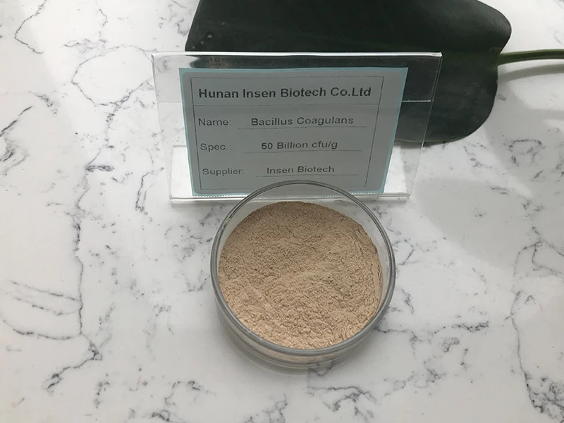  Большой запас Bacillus Coagulans Grey