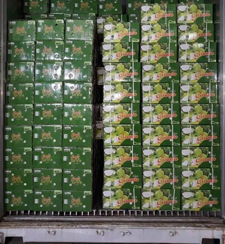 
HOT 2020 wholesale fresh guava Vietnam for sales 