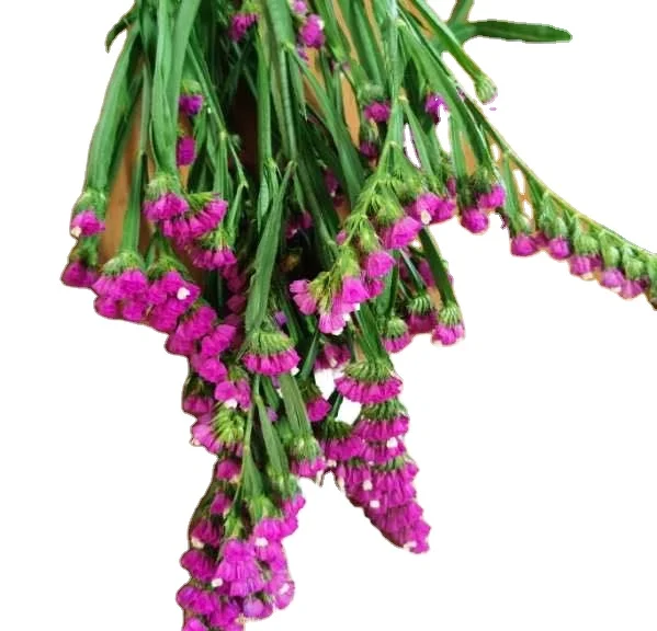 Красивые саженцы из тканей миосотиса силватика из «забывать о мне-не цветы»