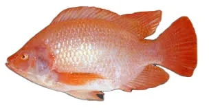 Premium Vietnamese seafood frozen red tilapia fish red tilapia are feed in Mekong Delta No harmful chemicals