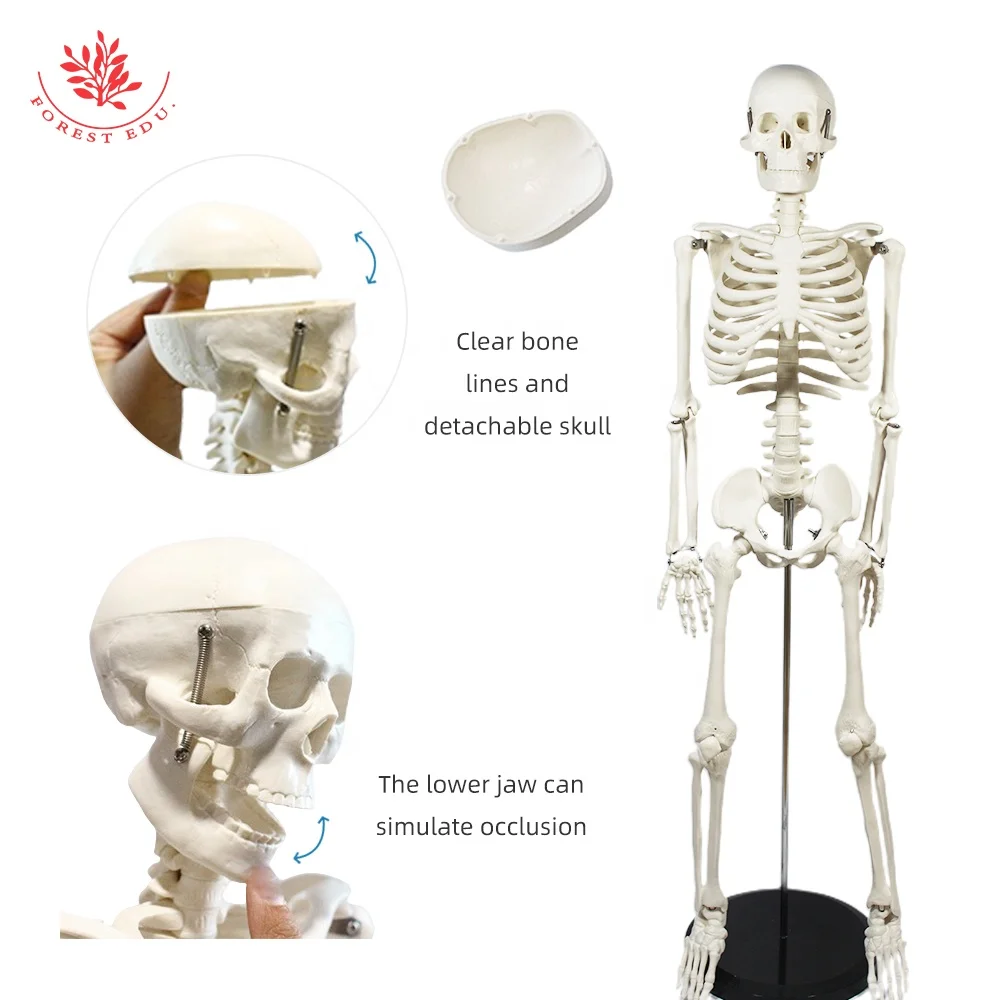 Модель скелета для анатомии человека FRT004 ручная медицинская обучающая модель 85 см