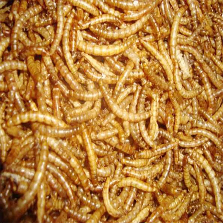 
Xin jie biotechnology High Protein Dried Mealworm in Bulk for Wild Bird 