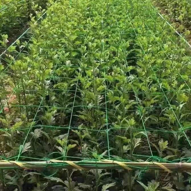 Thailand 15PLY 150MD 100M  single double Knotted  PE Multifilament Fishing Net