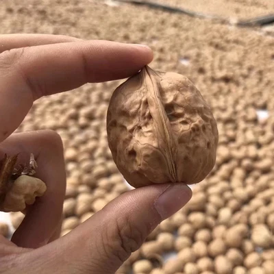 nuez factory supply xinjiang dry fruit raw walnut paper shell