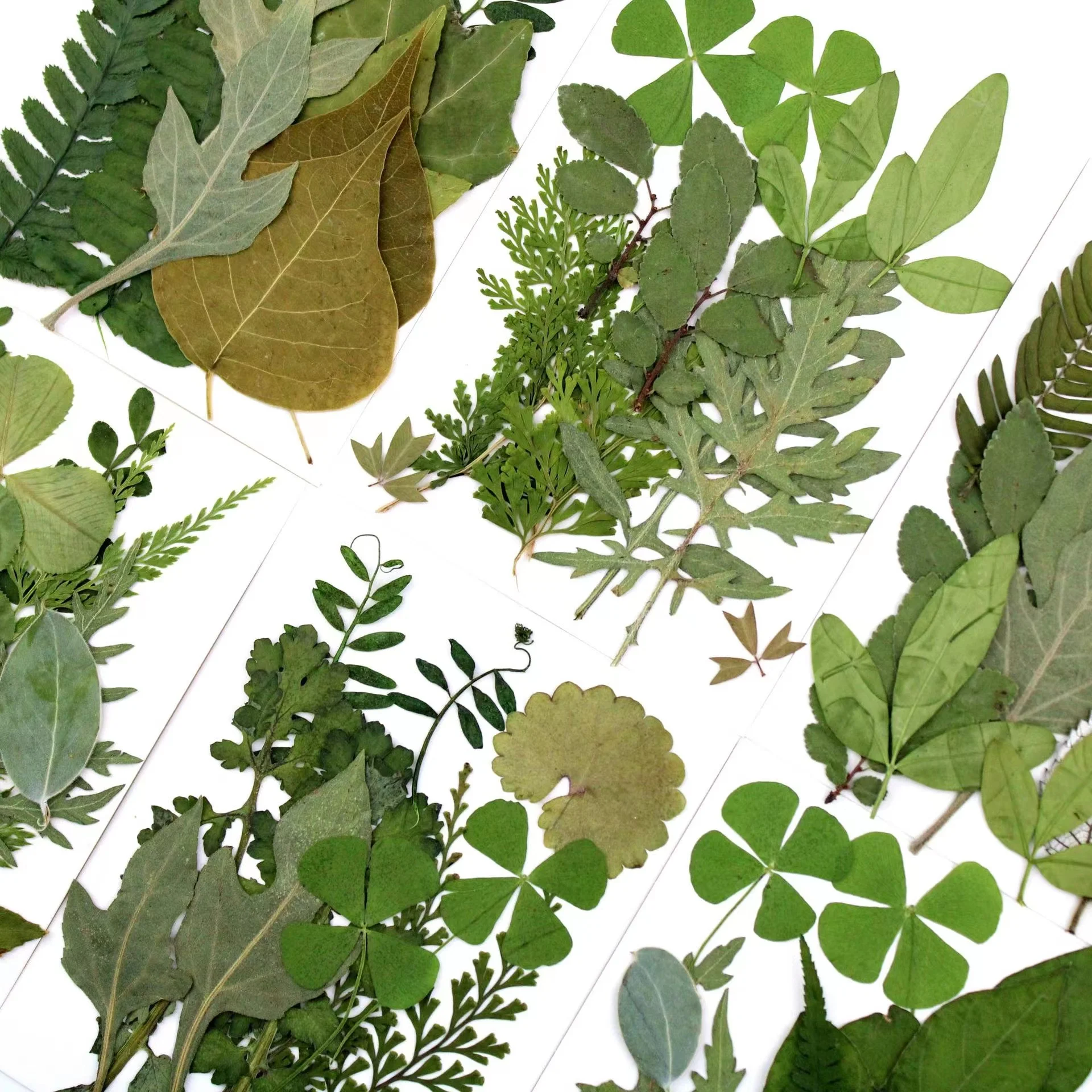 Bulk Sale Multicolor Multifunctional DIY Candle Phone Case Make Decorative Pressed Dried Flowers For Resin