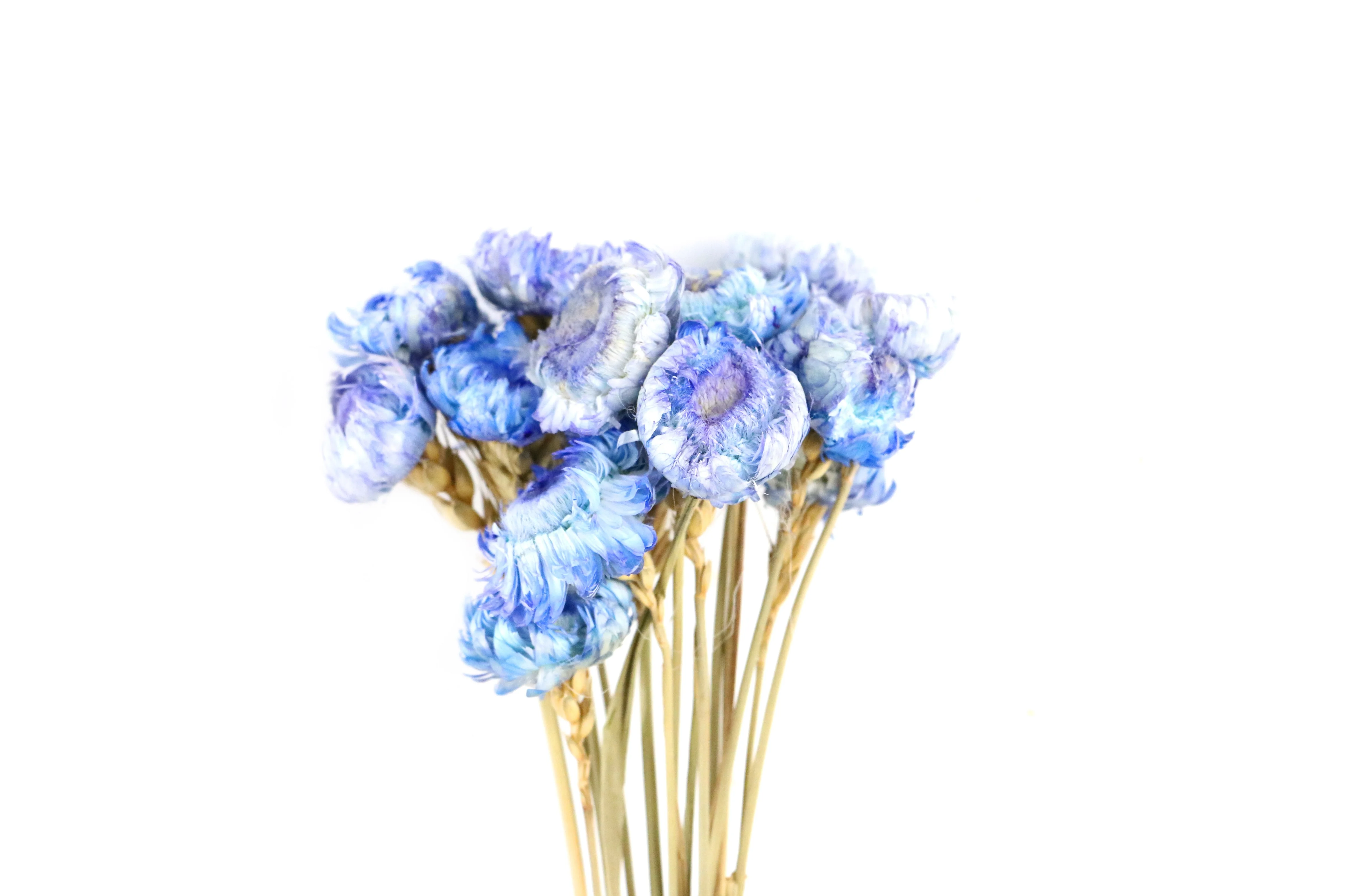 Popular Dried Strawflower Europe Colorful Helichrysum Bracteatum Straw Flower Dried Decorative Flowers & Wreaths Graduation