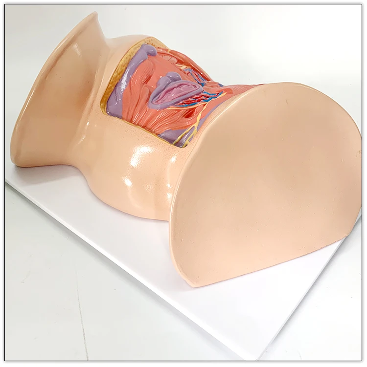 Female Perineum Shallow Muscle Blood Vessels and Nerves Anatomy Model