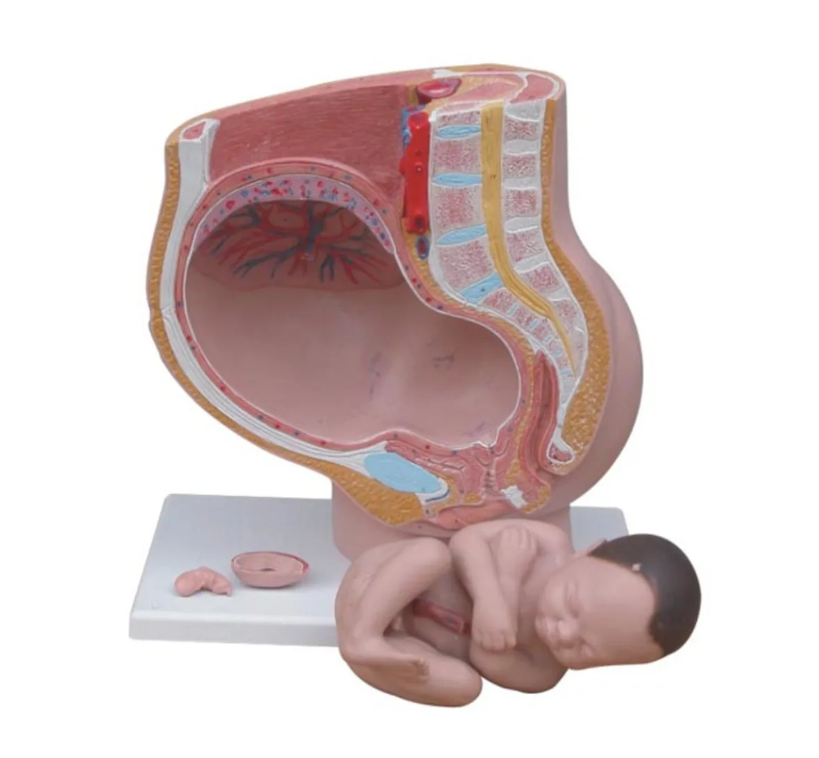 Pelvis Model with Fetus, Sagittal Anatomy of Female Pelvis