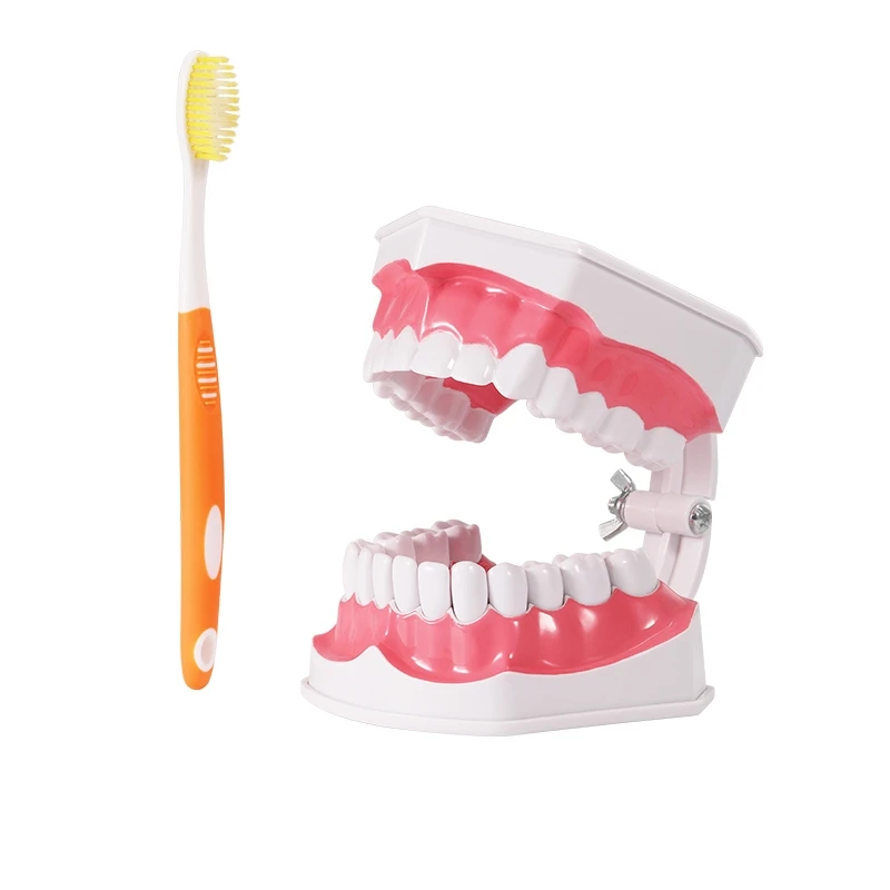 OEM oral model dental anatomy dental preparation exercise removable for teaching