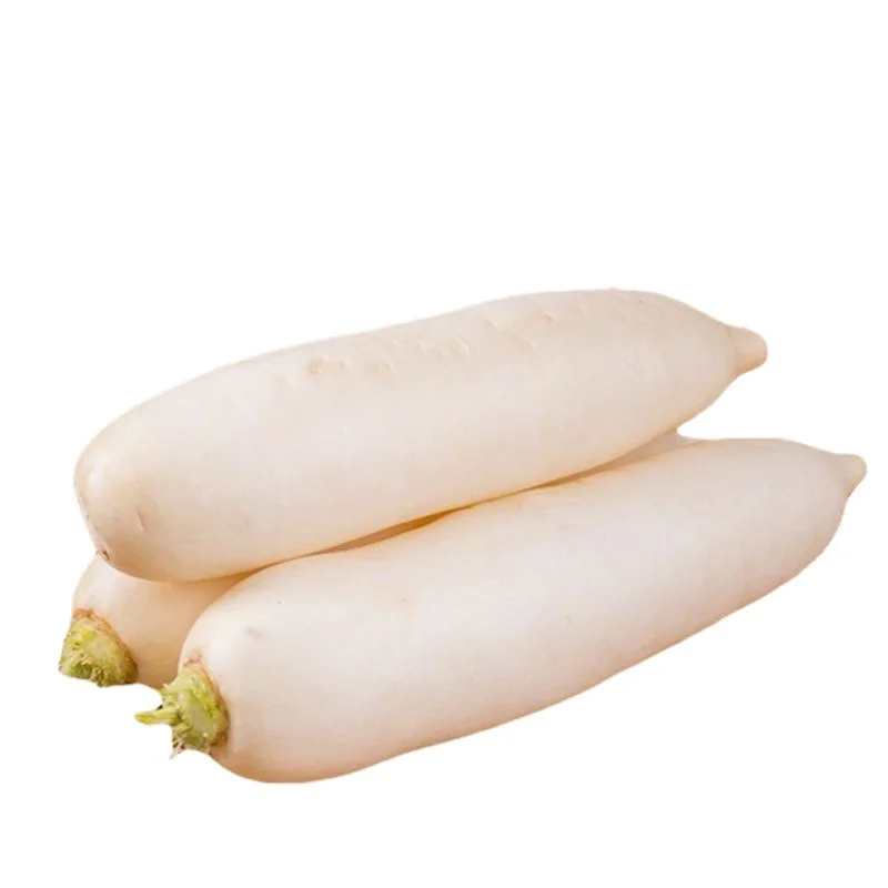 china new season fresh White radish S 500-750G M 750-1000G L 1000-1300G supplying