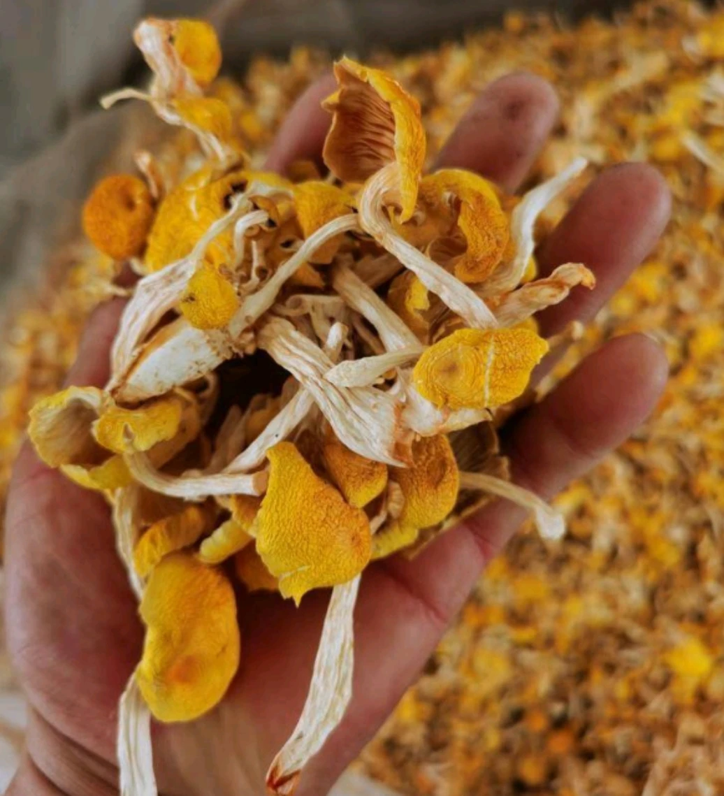 Import and export dried yellow mushroom, manufacturer sales