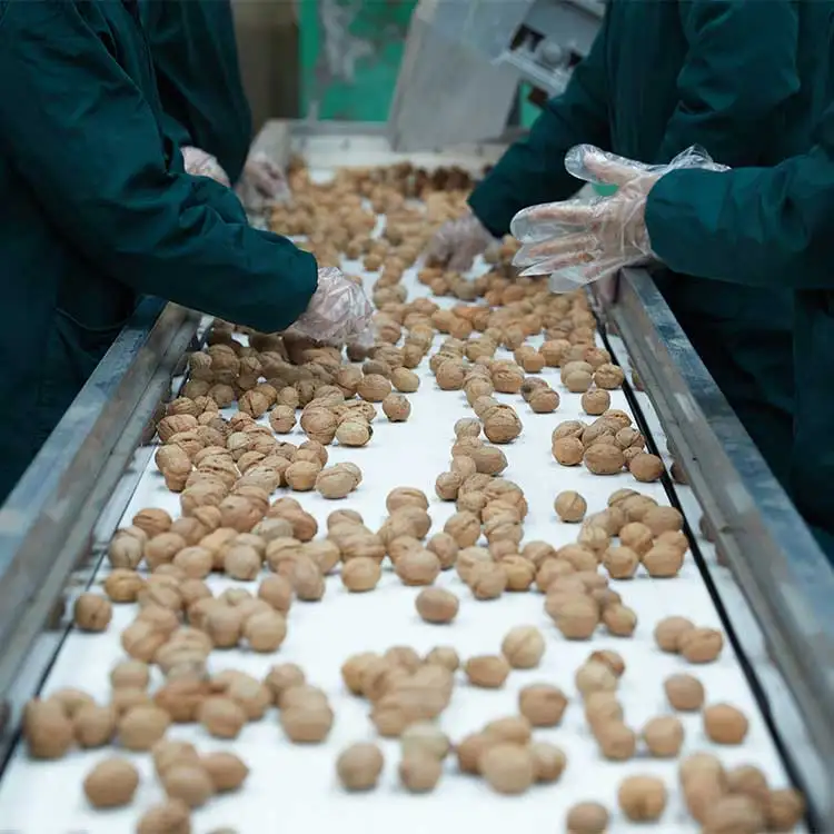 Extra Light Half Grade Walnut Kernels Cheapest Price Walnut Kernel