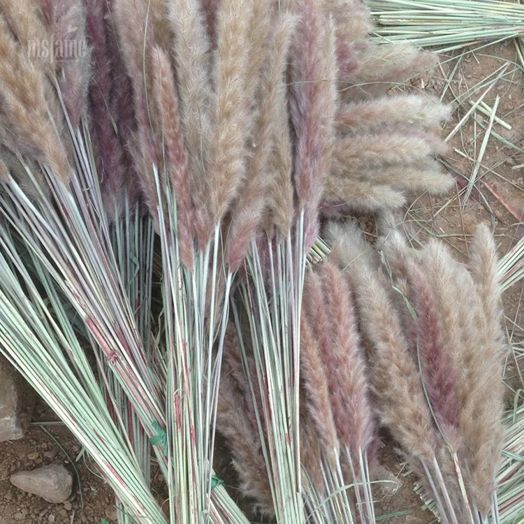 Hot Sale Small Flower Pampass Grasses Decor Wedding Pampas Grass Dried Flowers