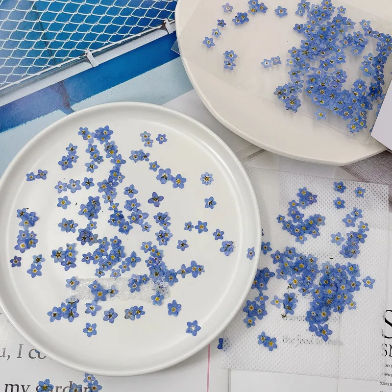 R432 Myosotis Sylvatica Flower Natural Flowers Dried Pressed for Nail Phonecase Decoration Pressed Dry Flower