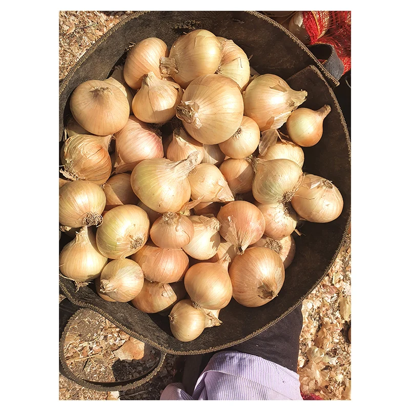 Egyptian Premium Grade Fresh Big Golden Yellow Onions with Cheap Price