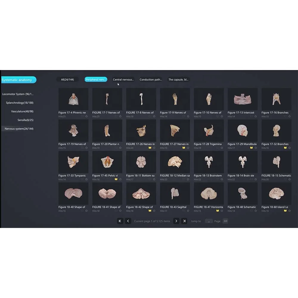 3d цифровая база данных образцов человека для продажи
