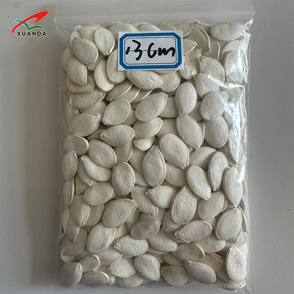 2024 Professional Supplier Shine Skin Snow White Seeds Pumpkin 11MMM Big Size Pumpkin Seeds In Shell Fresh Squash Seeds