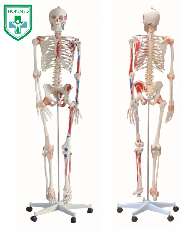 180cm Plastic Human anatomy skeleton With Color Muscle and Ligaments skeleton model plastic human skeleton