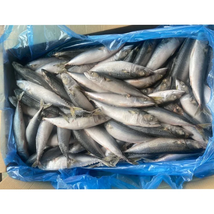 Frozen Pacific Mackerel Fish Importers for Sale Buy Whole Fresh Frozen Pacific Mackerel Mackerel Pacific Fish