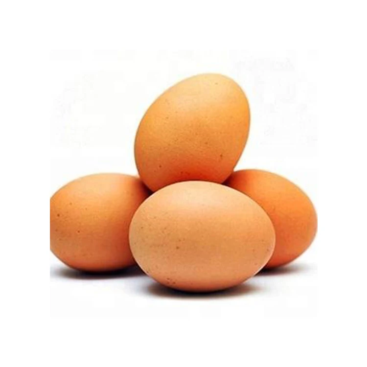 High Quality Fresh Table Eggs and Non - Fertile Eggs Cheap Price from India With Best Custom Packing products